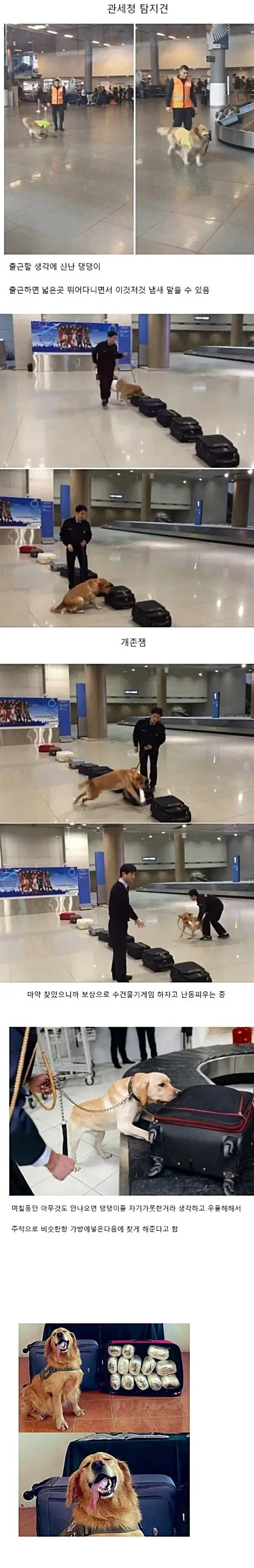 탐지견의 업무